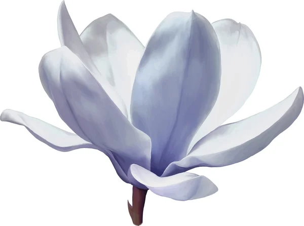 Fiore di Magnolia — Vettoriale Stock