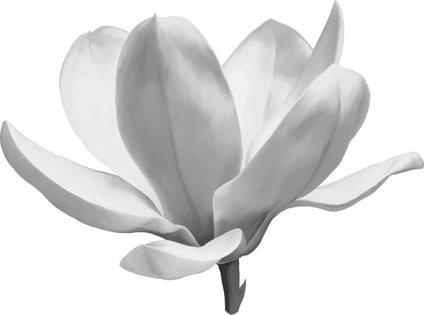 Vector blanco y negro Ilustración de una flor de magnolia aislada sobre fondo blanco — Vector de stock