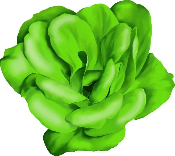 Flor de rosa verde aislada sobre fondo blanco. Ilustración vectorial — Vector de stock