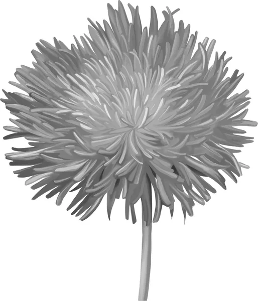 Flor de cardo preto e branco, flor aster, ilustração isolada em branco — Vetor de Stock