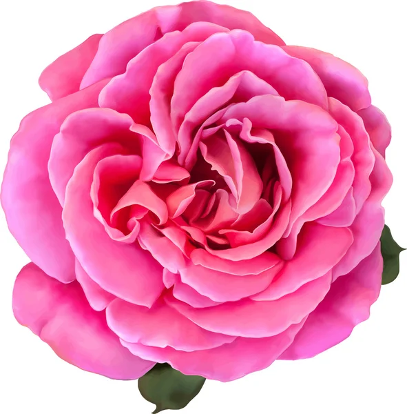 Pembe Gül çiçek beyaz arka plan üzerinde izole. Vektör çizim
