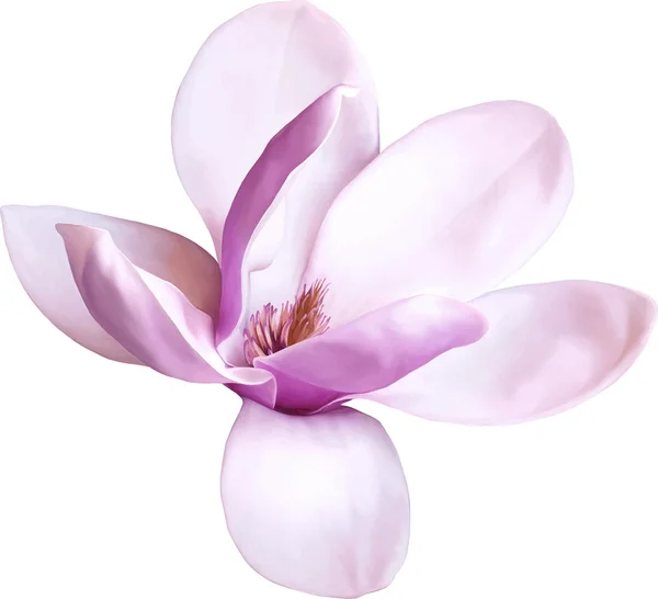 Vector Illustration of a magnolia flower isolated on white background — Stock Vector