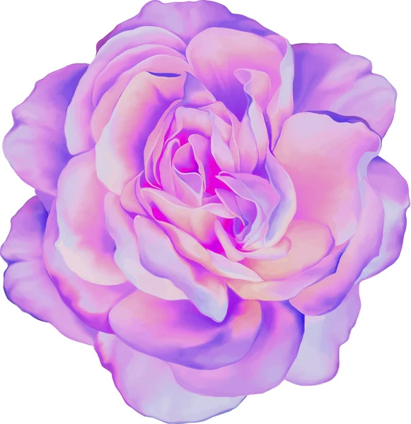 Ροζ λουλούδι τριαντάφυλλο που απομονώνονται σε λευκό φόντο. Vector εικονογράφηση — Διανυσματικό Αρχείο
