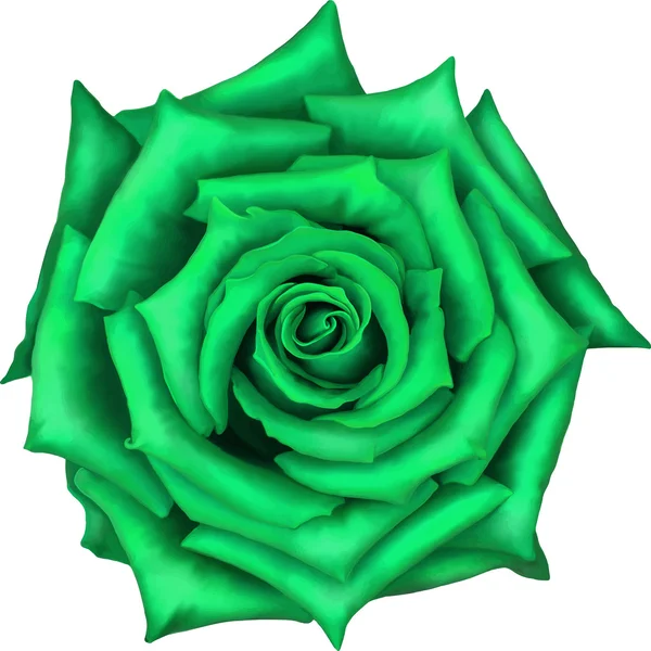 Flor de rosa verde aislada sobre fondo blanco. Ilustración vectorial — Vector de stock