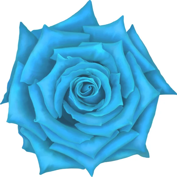 Blue Rose Flower — Stock Vector © artnature #69815461