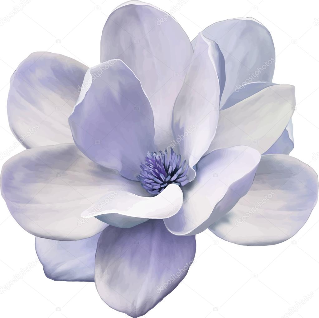 Vector Illustration of a magnolia flower in blue purple tones isolated on white background