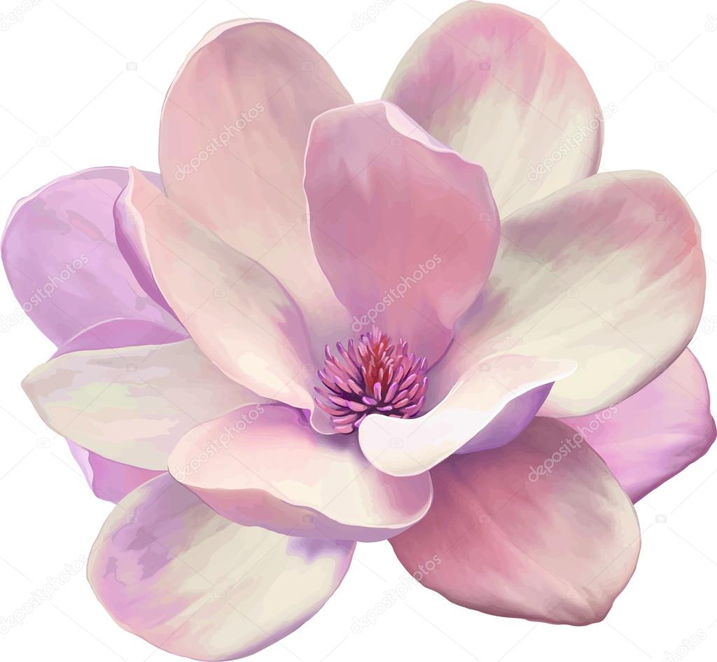 Vector Illustration of a tender pink magnolia flower isolated on white background