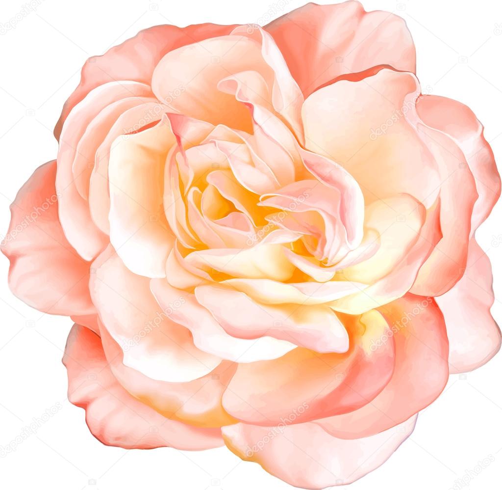 Beautiful light orange red Rose Flower isolated on white background. Vector illustration