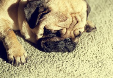 Uyuyan sevimli pug köpek yavrusu