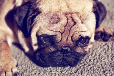 komik pug köpek