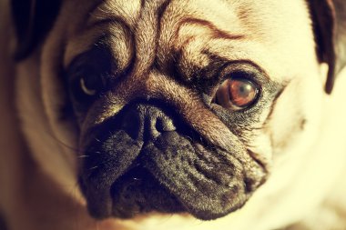 Komik Pug namlu