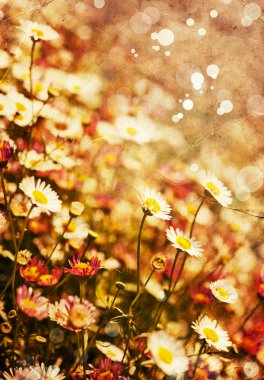 Beyaz papatya çiçekleri