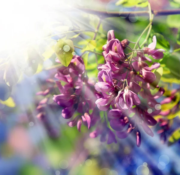 Küçük güzel pembe çiçekler, akasya — Stok fotoğraf