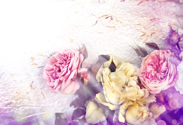 Güzel romantik pembe güller — Stok fotoğraf