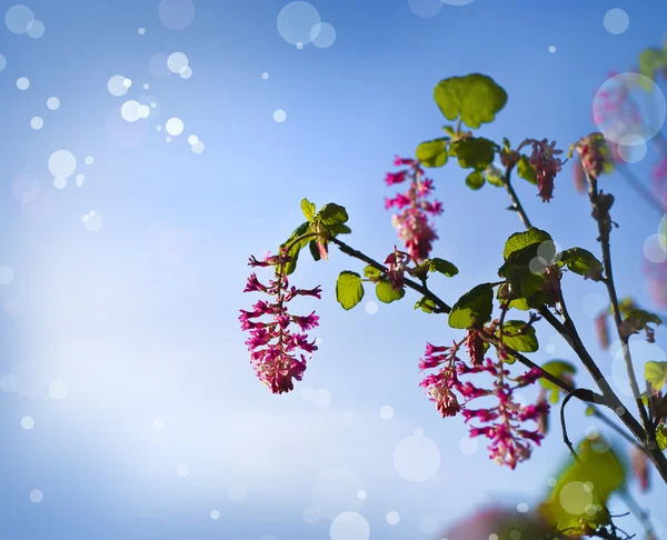 Piccoli bellissimi fiori rosa — Foto Stock