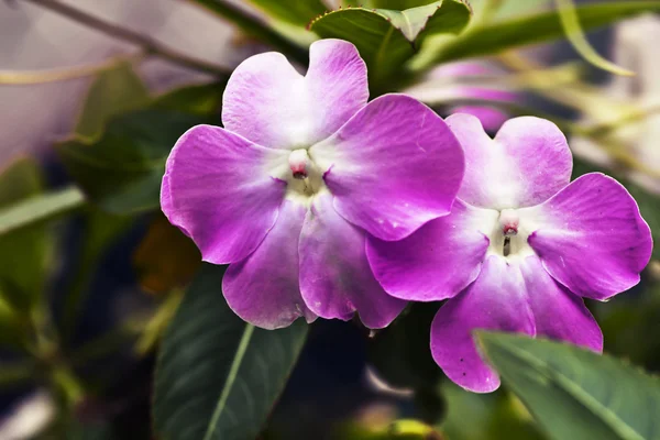 Krásný jarní růžové květy — Stock fotografie