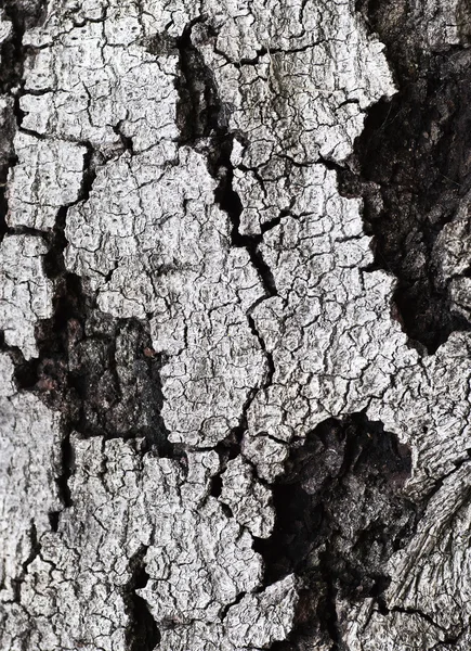 Gammal trä träd struktur — Stockfoto