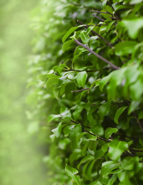 Hojas de árbol —  Fotos de Stock