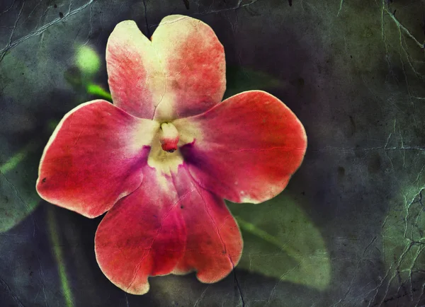 Hermosas flores rosadas de primavera — Foto de Stock