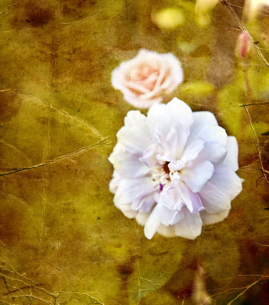 Postal vintage con hermosas rosas —  Fotos de Stock