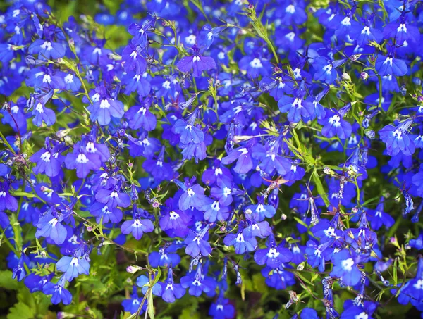 Hermosas flores azules olvidadme-no —  Fotos de Stock