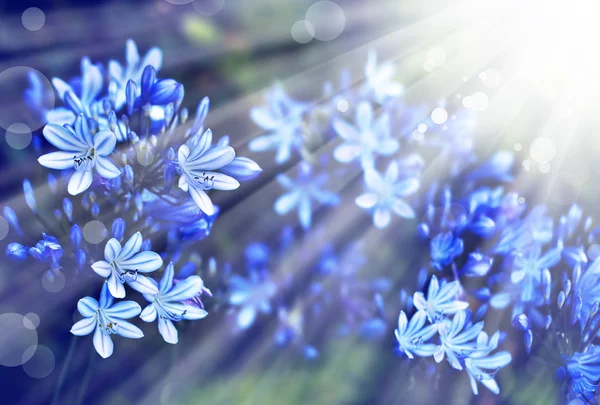 Kleine blaue Blumen — Stockfoto