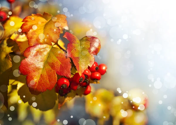 Yellow leaves and red berries — Stock Photo, Image