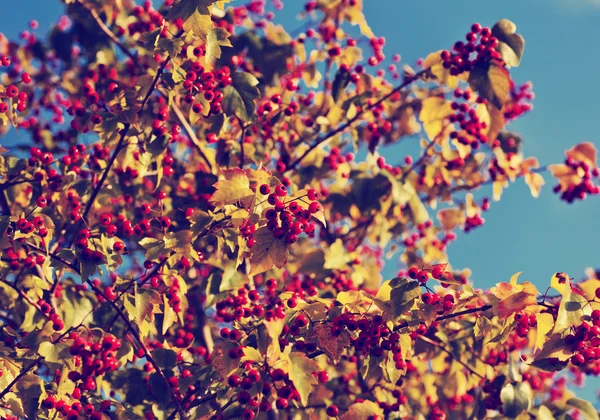 Feuilles jaunes et baies rouges — Photo