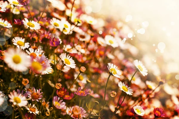 Feld mit kleinen Kamillenblüten — Stockfoto