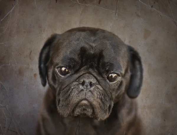 Grappige pug dog — Stockfoto