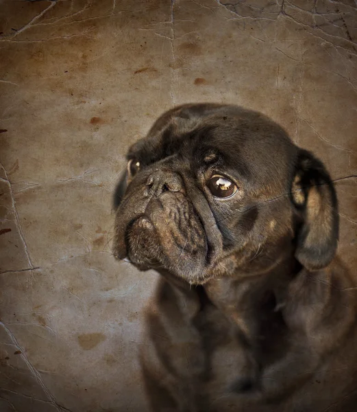 Cão-cachorro engraçado — Fotografia de Stock