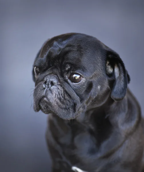 Cão-cachorro engraçado — Fotografia de Stock