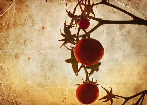 Tomatoes on branch — Stock Photo, Image