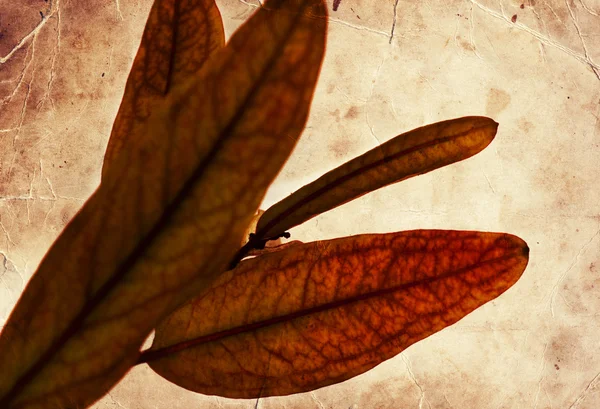 Yellow pomegranate leaves — Stock Photo, Image