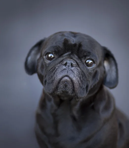 Cão-cachorro engraçado — Fotografia de Stock