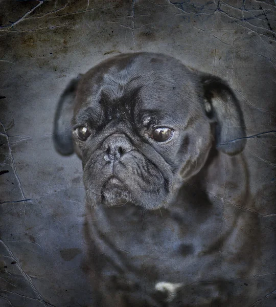 Cão-cachorro engraçado — Fotografia de Stock