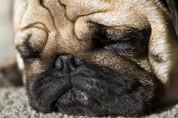 Grappige pug dog — Stockfoto