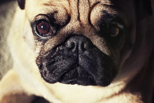 Cão-cachorro engraçado — Fotografia de Stock