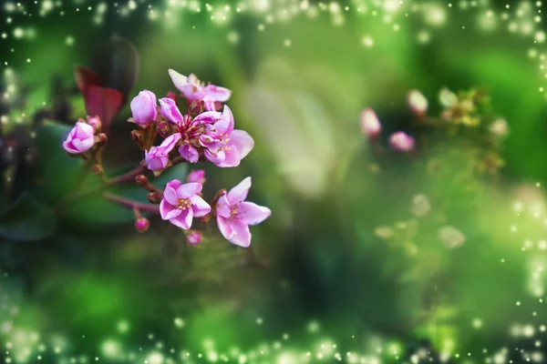 美しい春のピンクの花 — ストック写真