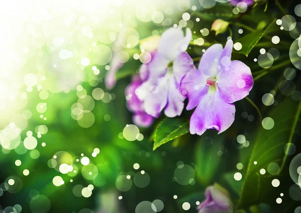 Hermosas flores rosadas de primavera — Foto de Stock