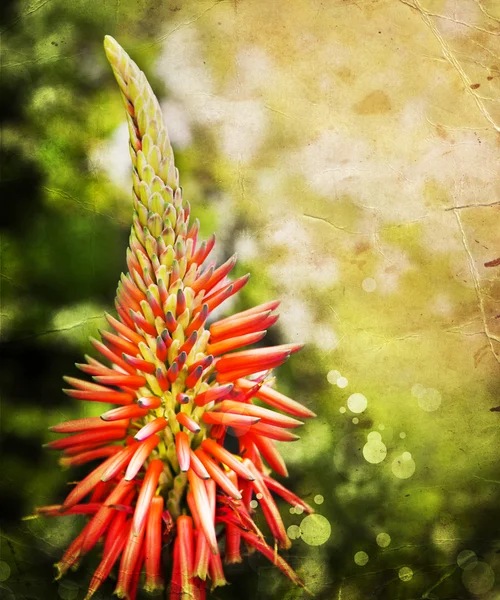 Aloe Vera Flower — Stock Photo, Image