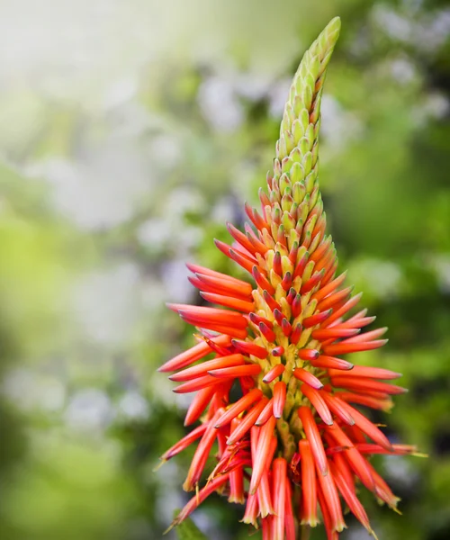 Aloe vera λουλούδι — Φωτογραφία Αρχείου