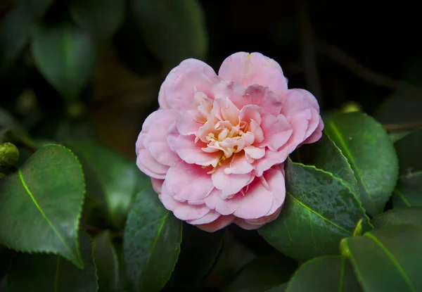 Hermosa rosa rosa flor — Foto de Stock