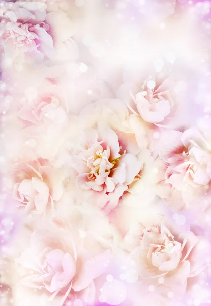 Beautiful pink rose flowers — Stock Photo, Image