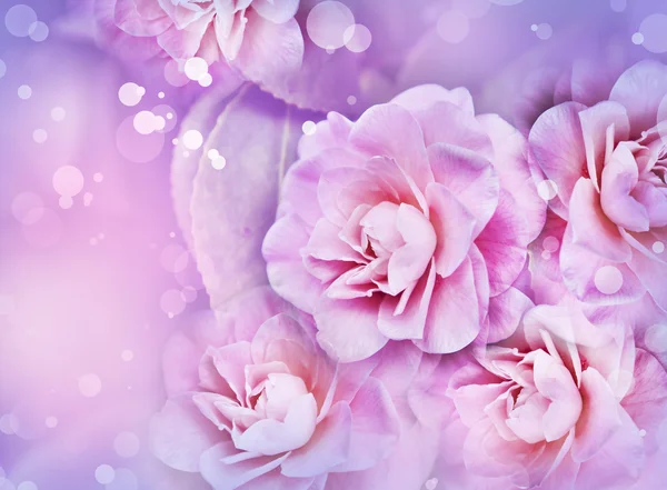 Όμορφα ροζ λουλούδια τριαντάφυλλο — Φωτογραφία Αρχείου
