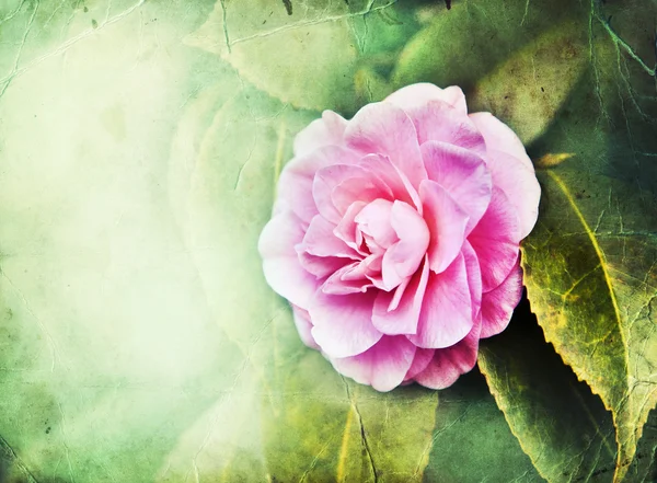 美丽的粉红色玫瑰花 — 图库照片