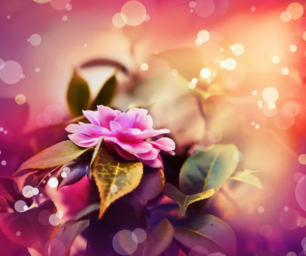 Beautiful pink rose flower — Stock Photo, Image