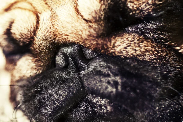 Niedlichen Mops Welpen Hund schlafen — Stockfoto
