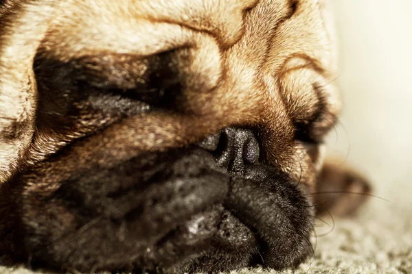 Niedlichen Mops Welpen Hund schlafen — Stockfoto