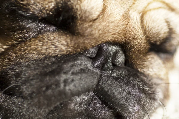 Cute pug puppy dog sleeping — Stock Photo, Image